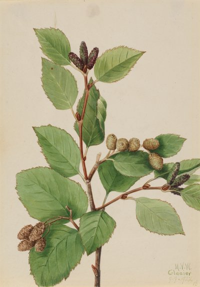 Western Green Alder Alnus sinuata, 1922. 作： Mary Vaux Walcott