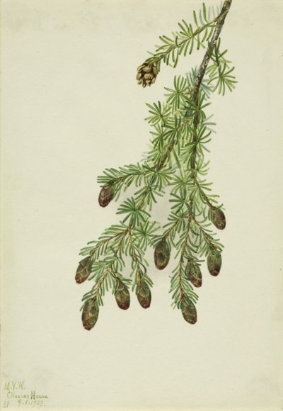 Western Hemlock Tsuga heterophylla, 1923. 作： Mary Vaux Walcott