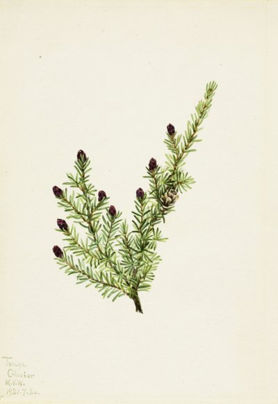 Western Hemlock Tsuga heterophylla, 1924. 作： Mary Vaux Walcott