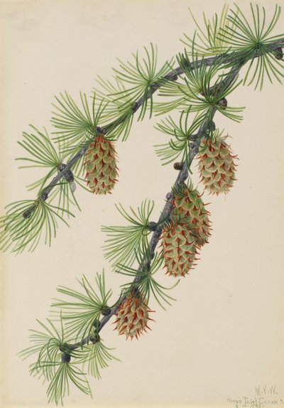 ニシカラマツ Larix occidentalis、1923 年。 作： Mary Vaux Walcott