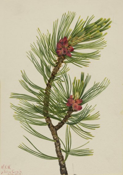 ホワイトバークパインPinus albicaulis, 1924. 作： Mary Vaux Walcott