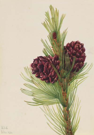 ホワイトバークパイン Pinus albicaulis, 1931. 作： Mary Vaux Walcott