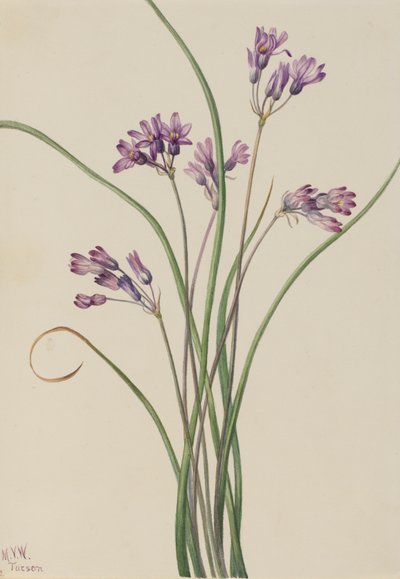 ワイルドヒヤシンス Brodiaea pulchella, 1927. 作： Mary Vaux Walcott