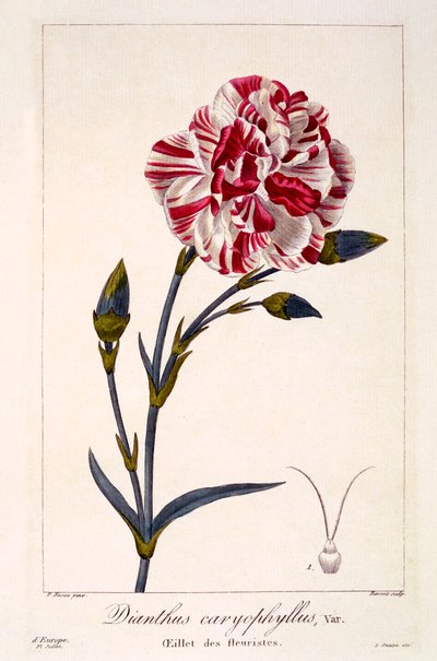 Dianthus caryophyllus、パブ。 1836年。 作： Panacre Bessa