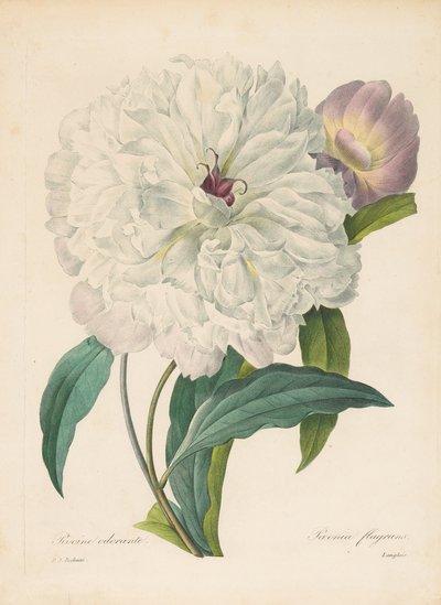 Paeonia flamrans Peony、1827年。 作： Pierre Joseph Redouté