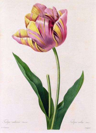 Tulipa Culta (カラー彫刻) 作： Pierre Joseph Redouté