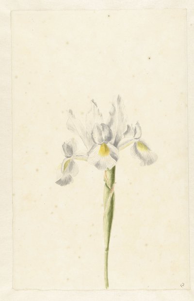 ホワイトアイリス (Iris albicans) 作： Pieter Withoos (circle of)