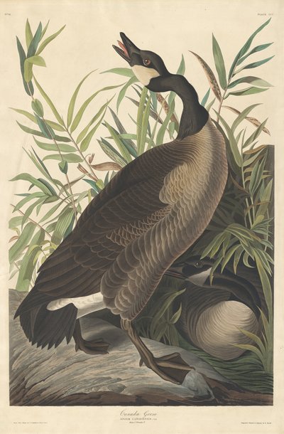 カナダグース 作： Robert Havell after John James Audubon