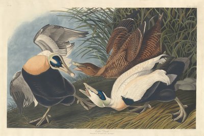 アイダーダック 作： Robert Havell after John James Audubon