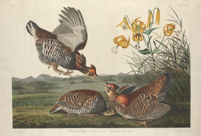 羽状ライチョウ 作： Robert Havell after John James Audubon