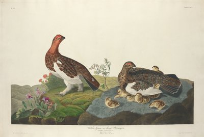 ヤナギライチョウ 作： Robert Havell after John James Audubon