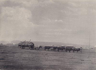 牛車（モノクロ写真 作： South African Photographer