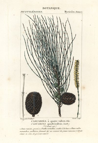 垂れ下がったカワウソ、Allocasuarina verticillata 作： Stanghi Stanghi