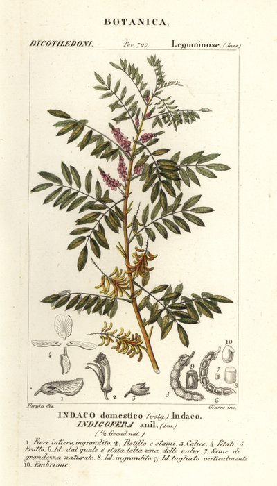 グアテマラ藍、Indigofera suffruticosa 作： Stanghi Stanghi