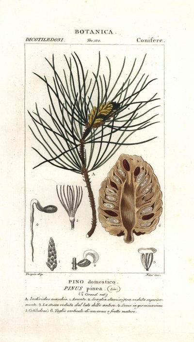 イタリアンストーンパイン、Pinus pinea 作： Stanghi Stanghi