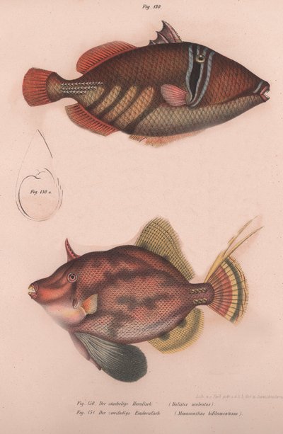 ウチワサボテンBatistes aculeatus、Monacanthus bifilamentosus、1850年代頃 作： Unbekannt