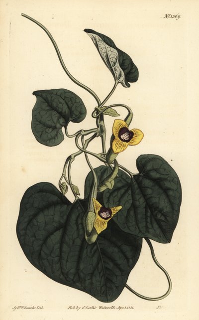 Downy leaved birthwort, Aristolochia tomentosa 作： Unbekannt