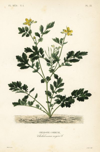 Greater celandine, Chelidonium majus, Chelidoine commune. 作： Unbekannt