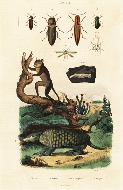 ターシャ、アルマジロ、カブトムシ。 ,1834-1839 (彫刻) 作： Unbekannter Künstler