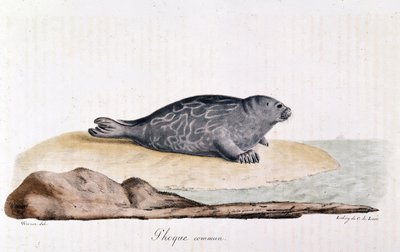 Seal commum - Drawing by Werner 作： Werner Werner