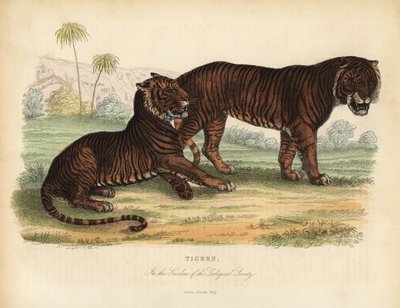 タイガー（Panthera tigris）、絶滅危惧種。 作： William Smellie