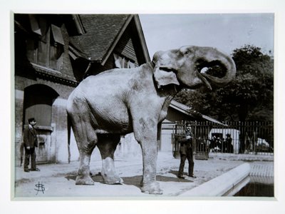 ロンドン動物園の象のジャンボ 1870