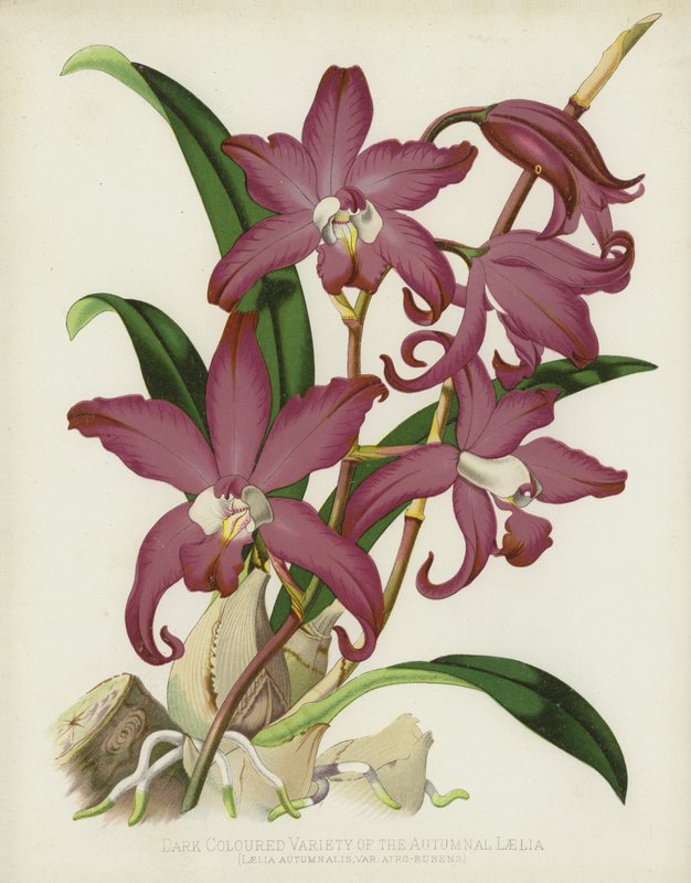 秋の色の濃い品種のLaelia、Laelia Autumnalis、var Atro-Rubens 作： 英語学校