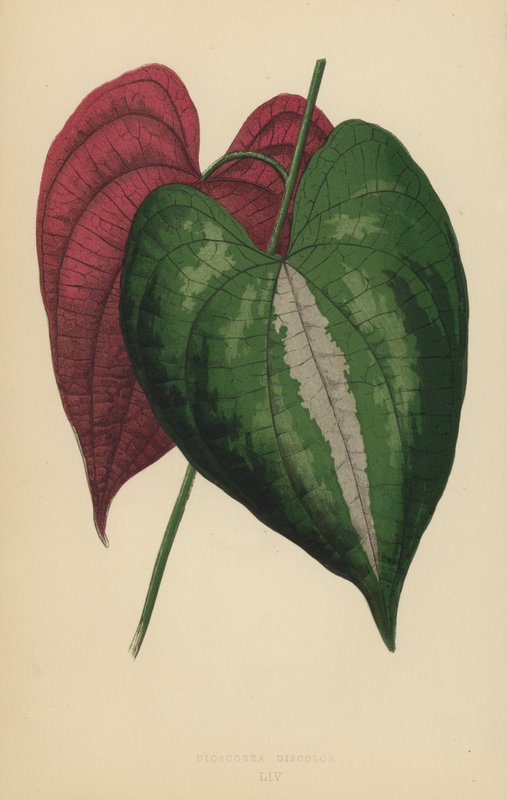 Dioscorea Discolor 作： 英語学校