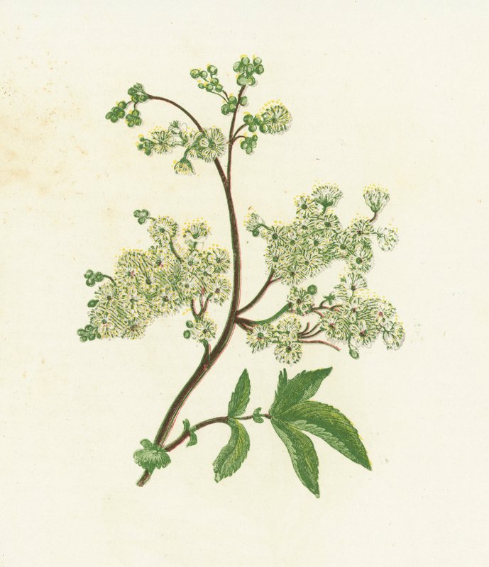 牧草地の甘い、またはスケイソウ、Spiraea Ulmaria 作： 英語学校