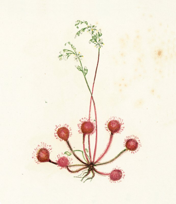 ラウンドリーブドサンデュー、Drosera Rotundifolia 作： 英語学校