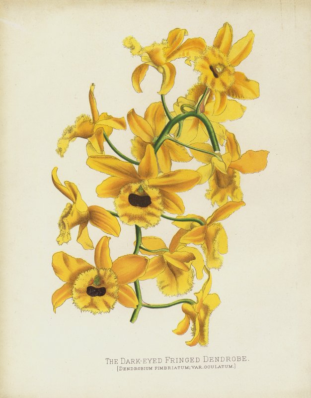 Dark-Eyedフリンジデンドロブ、Dendrobium Fimbruatum; var Oculatum 作： 英語学校