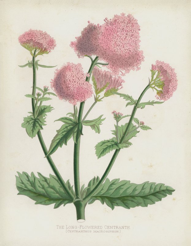 長い花を咲かせるセントランス、Centranthus Macrosiphon 作： 英語学校