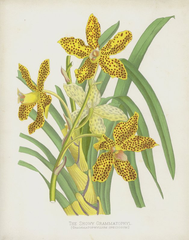 派手なGrammatophyl、Grammatophyllum Speciosum 作： 英語学校