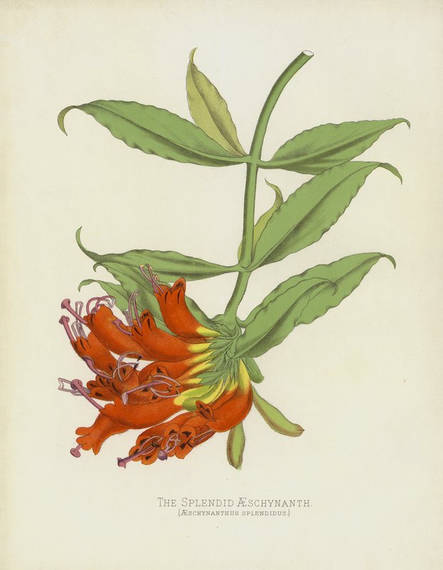 華麗なAESCHYNANTHUS、AESCHYNANTHUS Magnificent 作： 英語学校
