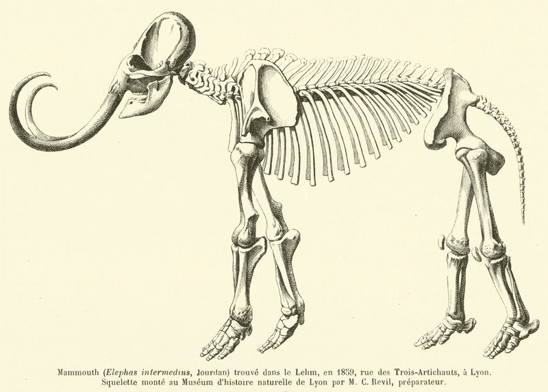 1859年にリームで発見されたマンモス（Elephas intermedius、Jourdan）、リヨンのrue des Trois-Artichauts 作： フランス語学校