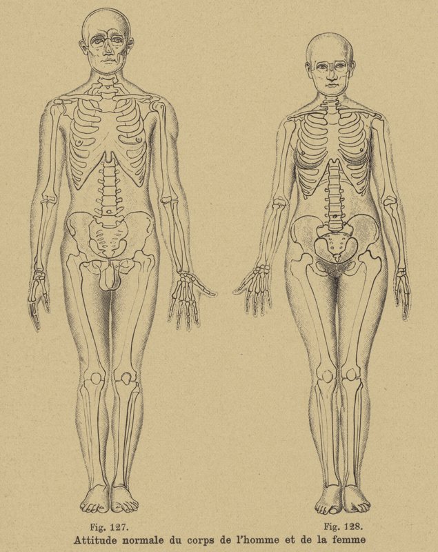 男性と女性の体の正常な姿勢 作： ドイツ語学校
