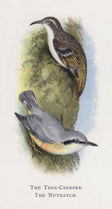 Tree-Creeper、Nutthatch 作： アレクサンダー・フランシス・ライドン
