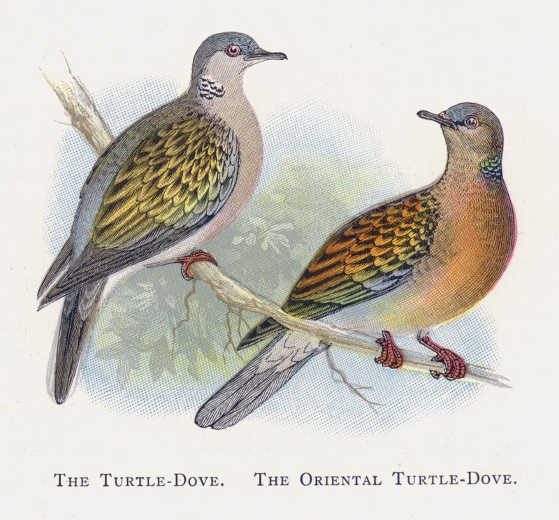 カメの鳩、東洋のカメの鳩 作： アレクサンダー・フランシス・ライドン