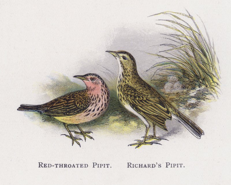 レッドスロートPipit、リチャーズPipit 作： アレクサンダー・フランシス・ライドン