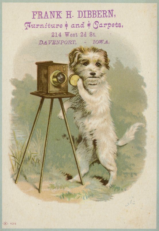 カメラを持つ犬 作： アメリカの学校