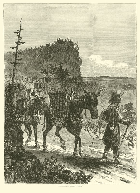 山のパックミュール、1863年2月 作： アメリカの学校