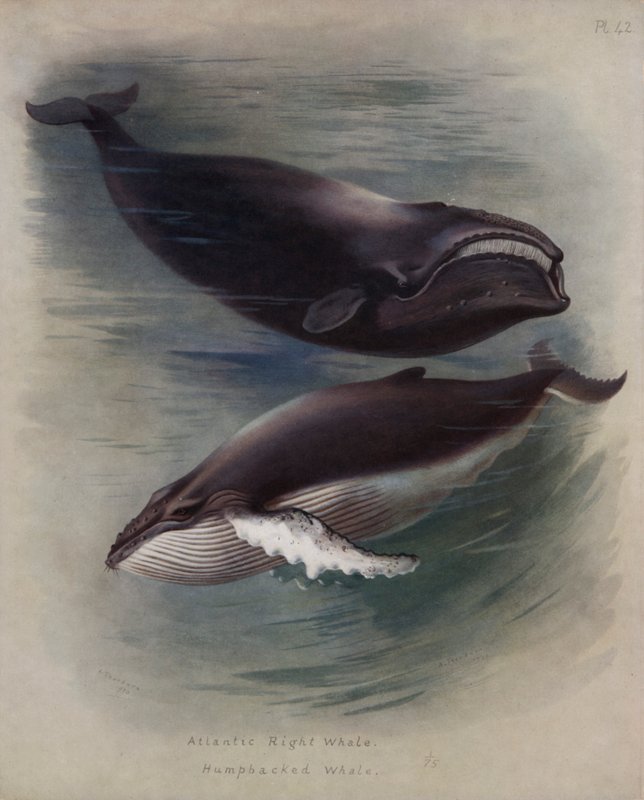 大西洋セミクジラ、ザトウクジラ 作： アーチボルドソーバーン