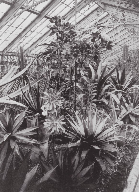 キューガーデン、1900年頃（モノクロ写真） 作： E・J・ウォリス