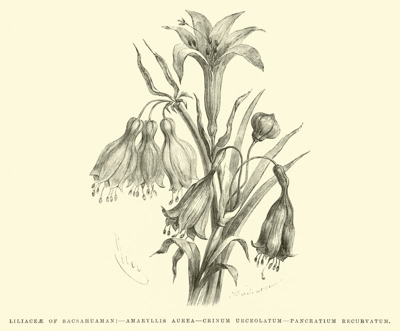 サッカワマンのユリ科、アマリリスアウレア、Crinum urceolatum、Pancratium recurvatum 作： Edouard Riou