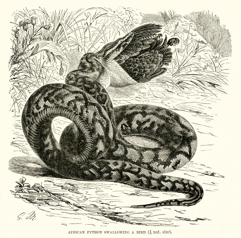 鳥を飲み込むアフリカのPython 作： 英語学校