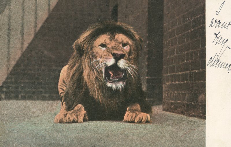 動物園のライオン、うなる 作： 英語学校