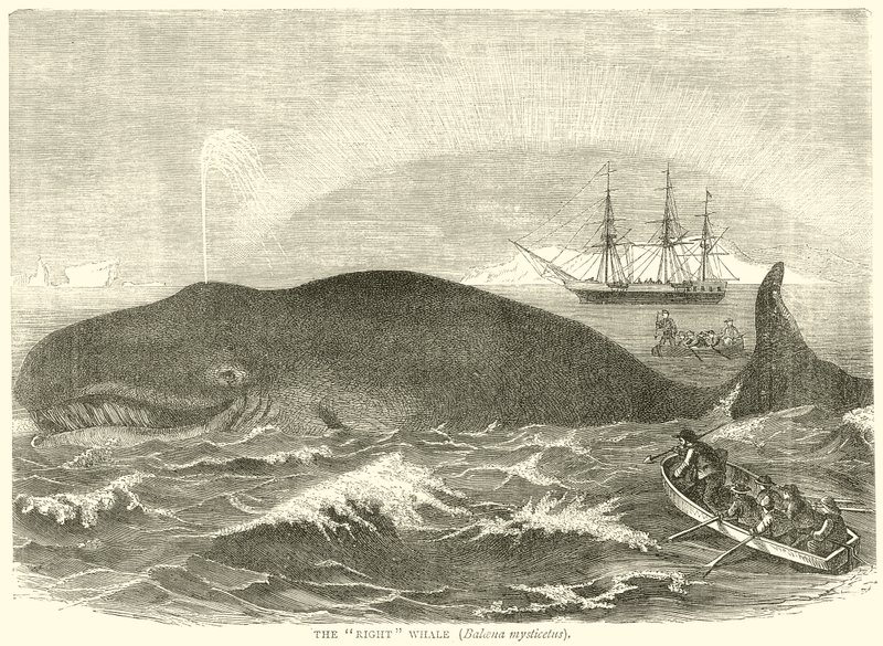 右クジラ（バルセナミスティケトゥス） 作： 英語学校