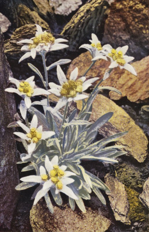 アルプスの花エーデルワイス、レオントポディウム・アルピナム（カラー写真） 作： 英語の写真家