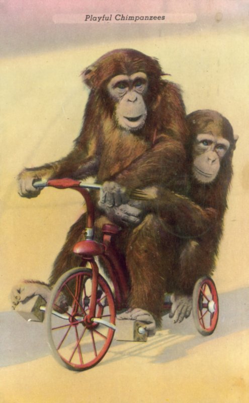 チンパンジーのサイクリング（カラー写真 作： 英語の写真家