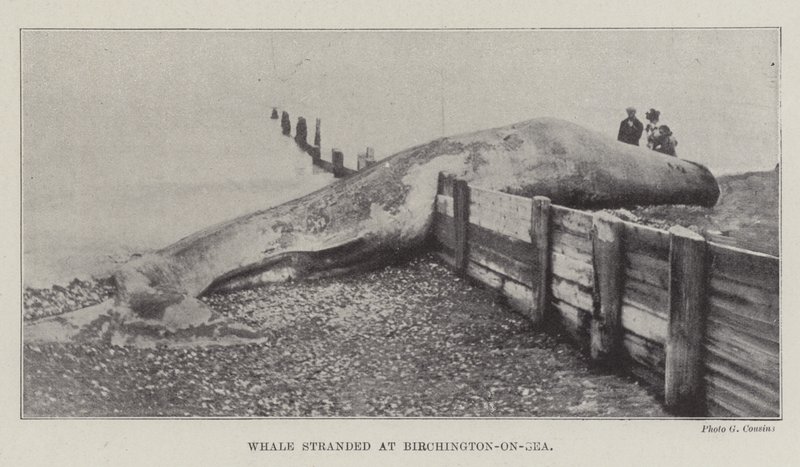 クジラはバーチントンオンシーで立ち往生 作： 英語の写真家